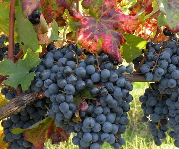 Πανσιόν Valentincic Νόβα Γκόριτσα